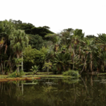 Concurso fotográfico sobre meio ambiente abre inscrições até 20 de setembro