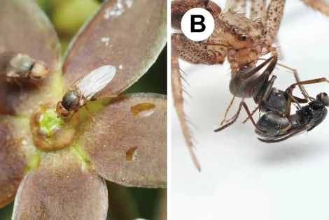 Estudo revela planta que imita cheiro de formigas mortas para atrair polinizadores