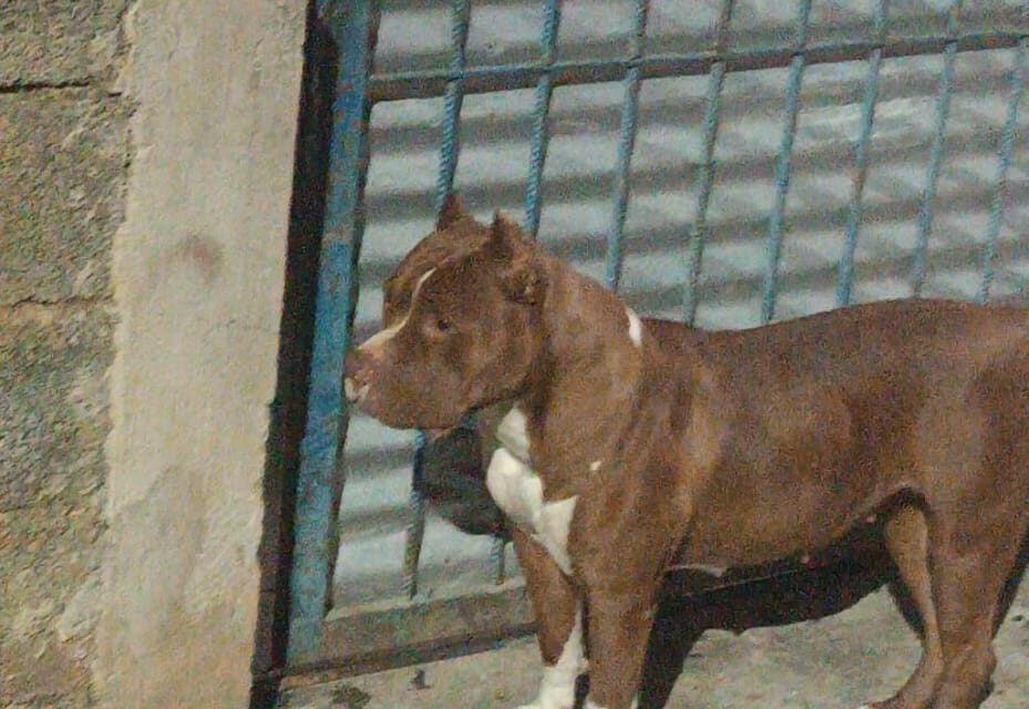 Pit Bull solto mata gato e assusta moradores em Formiga