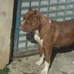 Pit Bull solto mata gato e assusta moradores em Formiga