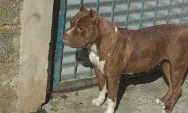 Pit Bull solto mata gato e assusta moradores em Formiga