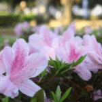 Primavera começa com frente fria, temporais e queda acentuada de temperatura em várias regiões do país