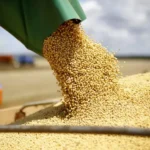 Colheita de soja nos EUA começa sem vendas para a China, e Brasil amplia participação