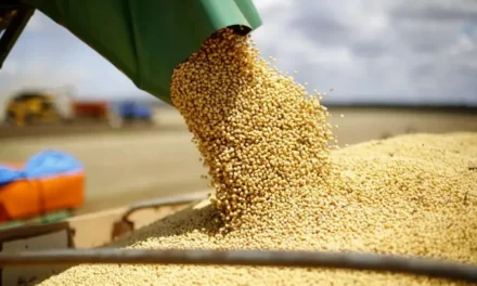 Colheita de soja nos EUA começa sem vendas para a China, e Brasil amplia participação