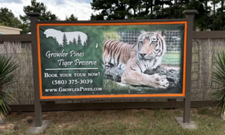 Cuidador morre após ataque de tigre em santuário nos EUA