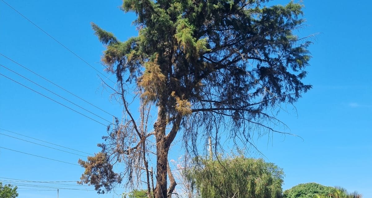 Corpo de Bombeiros realiza corte de árvore com risco de queda em Formiga