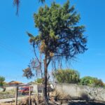 Corpo de Bombeiros realiza corte de árvore com risco de queda em Formiga