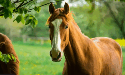 Chamamento público permite adoção responsável de animais de grande porte em Formiga