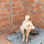 Polícia de Meio Ambiente flagra caso de maus-tratos a cães em Divinópolis