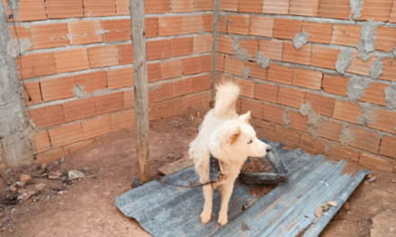 Polícia do Meio Ambiente flagra caso de maus-tratos a cães em Divinópolis