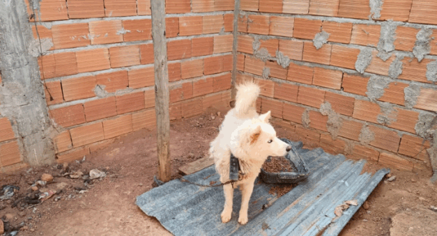 Polícia do Meio Ambiente flagra caso de maus-tratos a cães em Divinópolis