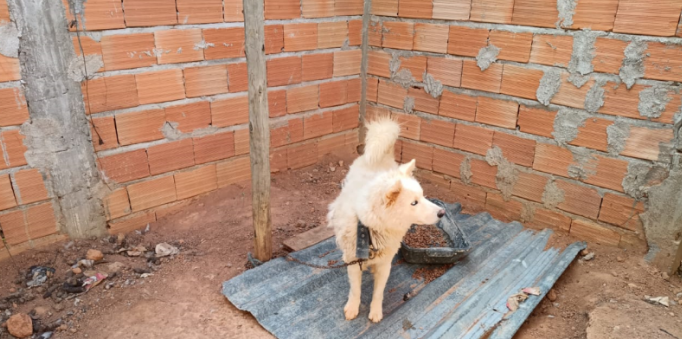 Polícia do Meio Ambiente flagra caso de maus-tratos a cães em Divinópolis