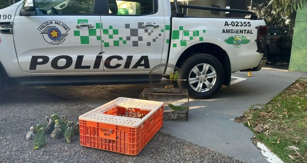 Polícia Ambiental resgata 22 filhotes de papagaio-verdadeiro em Teodoro Sampaio; pai e filho são multados em R$ 182 mil