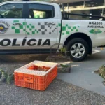 Polícia Ambiental resgata 22 filhotes de papagaio-verdadeiro em Teodoro Sampaio; pai e filho são multados em R$ 182 mil