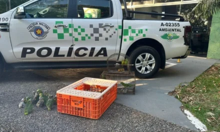 Polícia Ambiental resgata 22 filhotes de papagaio-verdadeiro em Teodoro Sampaio; pai e filho são multados em R$ 182 mil