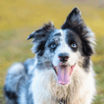 Pesquisa mostra que cães entendem palavras com base em função, como crianças pequenas