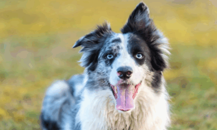 Pesquisa mostra que cães entendem palavras com base em função, como crianças pequenas