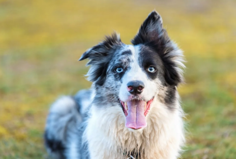 Pesquisa mostra que cães entendem palavras com base em função, como crianças pequenas