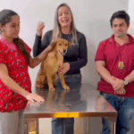 Cachorrinha que foi agredida em Pains é resgatada e será adotada por esposa do cantor Vinícius, da dupla João Bosco e Vinícius
