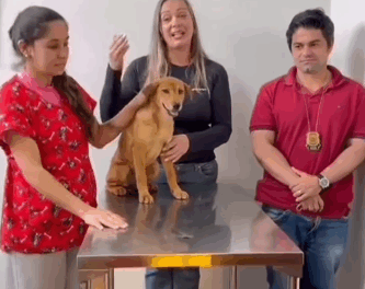 Cachorrinha que foi agredida em Pains será adotada por esposa do cantor Vinícius, da dupla João Bosco e Vinícius