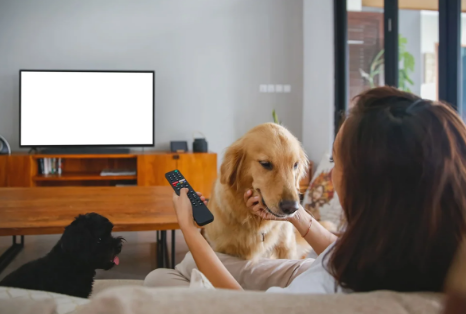 O que está por trás da nossa comoção com filmes sobre cães?