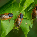 Cigarras e chuva: som do inseto reflete mudanças ambientais e não precipitação