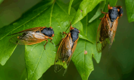 Cigarras e chuva: som do inseto reflete mudanças ambientais e não precipitação