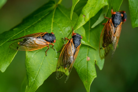Cigarras e chuva: som do inseto reflete mudanças ambientais e não precipitação