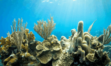 Recifes de corais entram em colapso irreversível, aponta Relatório Global