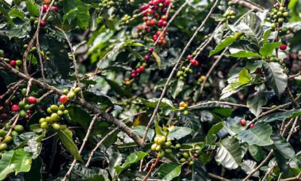 Encontro entre Lula e Trump na Malásia gera expectativa de revisão tarifária sobre café brasileiro