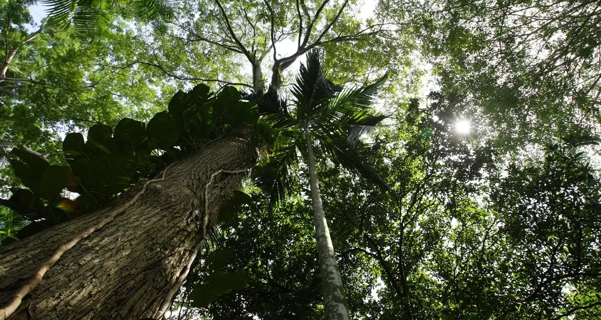 Brasil ainda é único investidor em fundo global para preservação de florestas tropicais