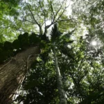 Brasil ainda é único investidor em fundo global para preservação de florestas tropicais