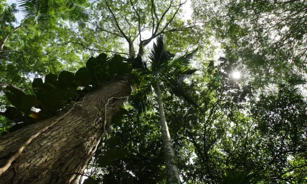 Brasil ainda é único investidor em fundo global para preservação de florestas tropicais
