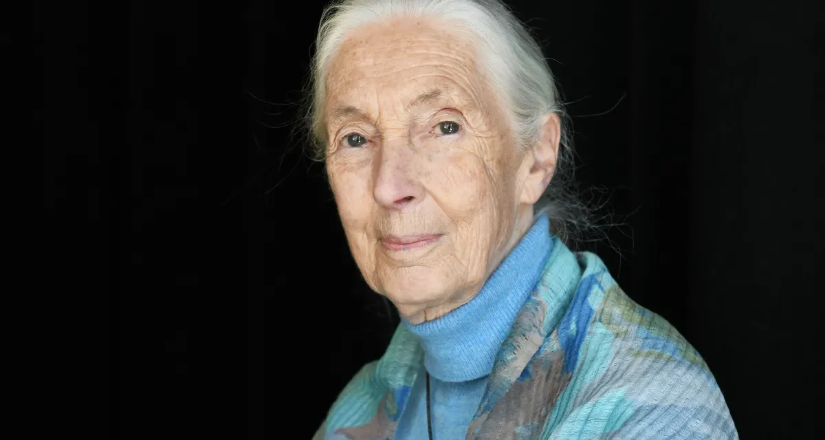 Morre Jane Goodall, ícone da primatologia e defensora do meio ambiente, aos 91 anos