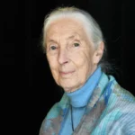 Morre Jane Goodall, ícone da primatologia e defensora do meio ambiente, aos 91 anos