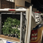 Estufa de maconha com mais de 100 pés é descoberta em Piumhi