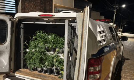 Estufa de maconha com mais de 100 pés é descoberta em Piumhi