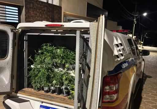 Estufa de maconha com mais de 100 pés é descoberta em Piumhi
