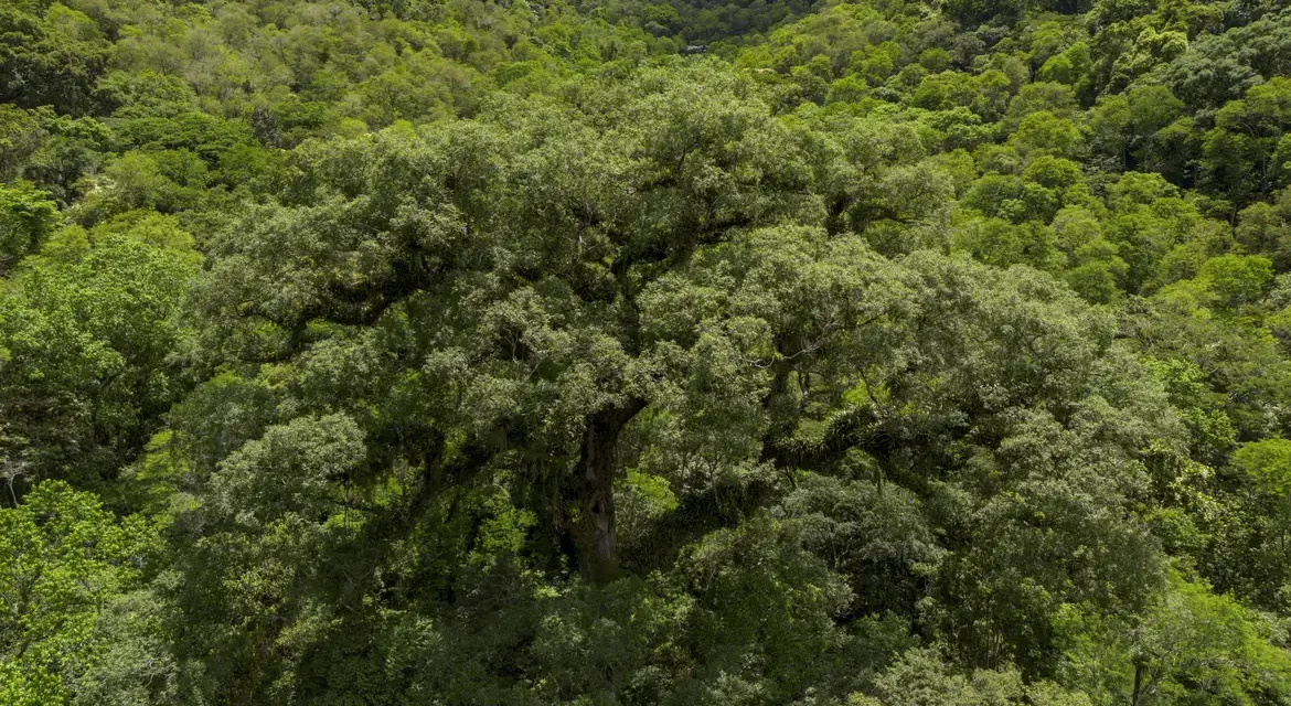 Mata Atlântica perde 2,4 milhões de hectares em 40 anos, aponta MapBiomas