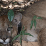 Tecnologia de rastreamento revoluciona conservação da fauna em Minas Gerais