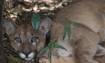Tecnologia de rastreamento revoluciona conservação da fauna em Minas Gerais