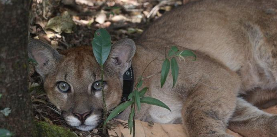 Tecnologia de rastreamento revoluciona conservação da fauna em Minas Gerais
