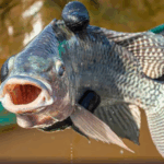 Piracema: conheça as regras, espécies proibidas e punições para pesca irregular