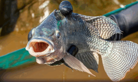 Piracema: conheça as regras, espécies proibidas e punições para pesca irregular