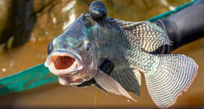 Piracema: conheça as regras, espécies proibidas e punições para pesca irregular