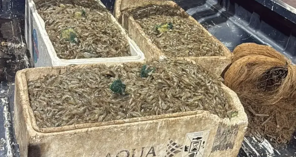 Dois homens são presos com 100 kg de camarão por pesca ilegal no Lago Paranoá