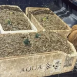 Dois homens são presos com 100 kg de camarão por pesca ilegal no Lago Paranoá