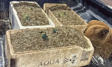 Dois homens são presos com 100 kg de camarão por pesca ilegal no Lago Paranoá