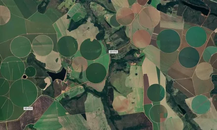Cerrado perde 40,5 milhões de hectares em 40 anos, aponta estudo do MapBiomas
