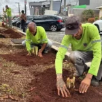 Início da temporada de plantio nas praças de Formiga